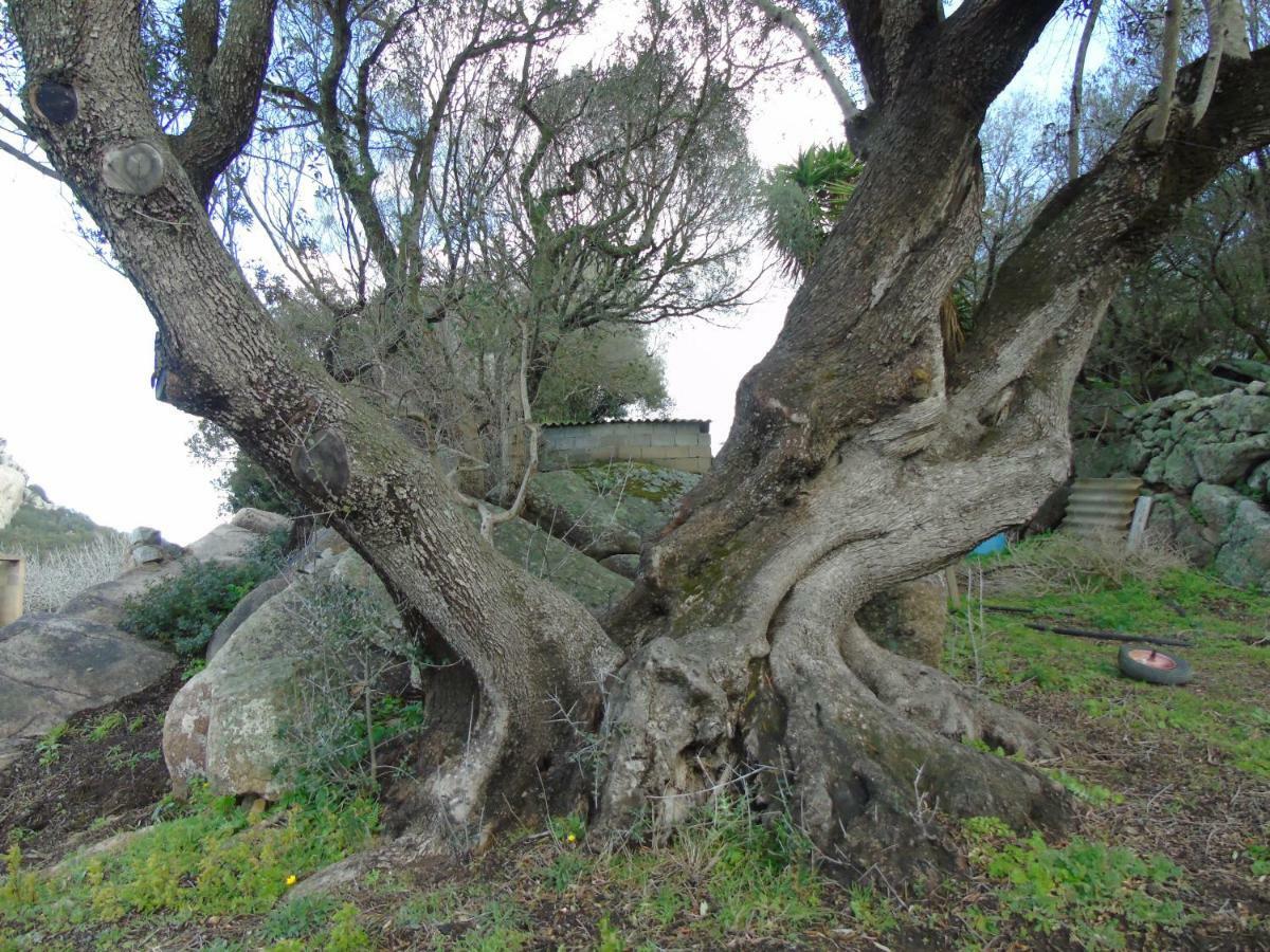 Casa Eleonora Villa Santa Teresa Gallura Dış mekan fotoğraf